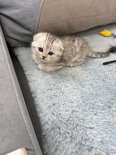 кошка шотландская цена: Скотиш Фолд (Шотландская вислоухая), 1 месяц, Девочка, Приучена к лотку — 1