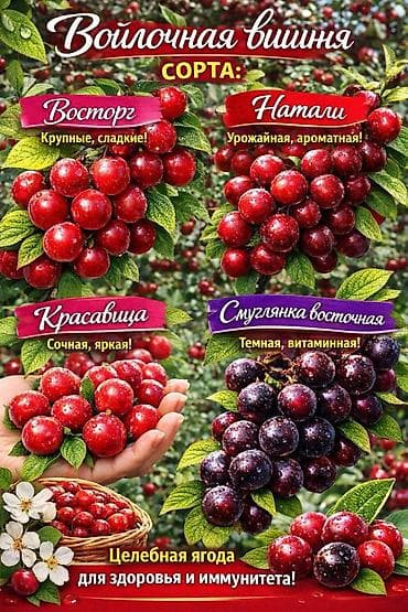 продаю остатки ткань: Https://t.me/blooming_garden_kg Редкие, крупноплодные и полезные — 7