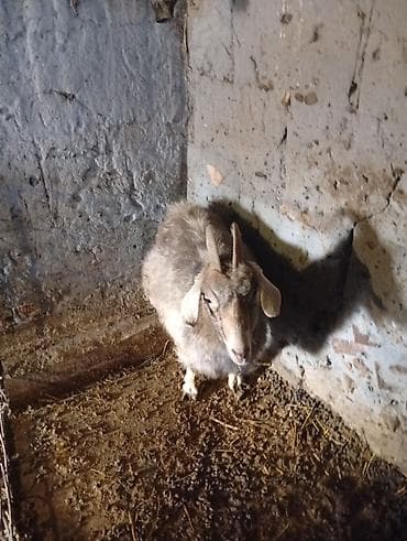 А/ч жаныбарларын сатам: Сатам | Эчки (ургаачы) | Аргын | Көбөйтүү үчүн | Бооз — 1