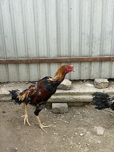 Продаю | Петух | Бойцовая | Для разведения
