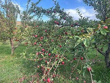 продать яблоки оптом: Яблоки Превосходное, Оптом — 6