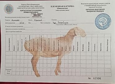 дакан шомо: Продаю | Овца (самка) | Арашан | Для разведения | Племенные, Матка — 3