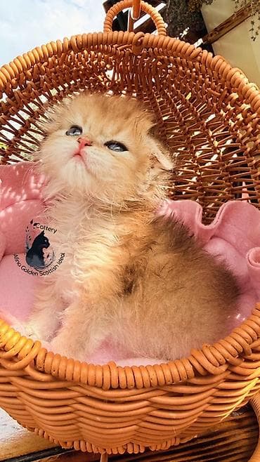 кошка котёнок: Скотиш Фолд (Шотландская вислоухая), 1 месяц, Мальчик, Золотая шиншилла, С документами, С прививками, Приучена к лотку — 6