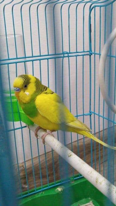 корм для птенцов волнистых попугаев: Волнистые попугайчики хорошо учатся говорить и приручаются к рукам. А — 2