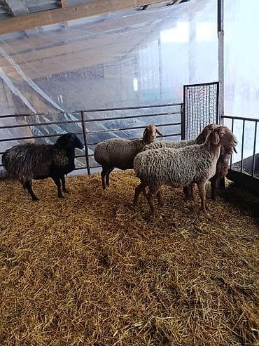 корова самка: Продаю | Ягненок | Арашан | Для разведения | Матка — 3