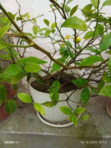 Лимонное дерево (цитрус)

- Плодоносящий домашний лимон