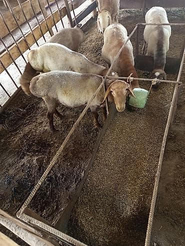 животные бараны: Продаю | Баран (самец) | На забой — 5