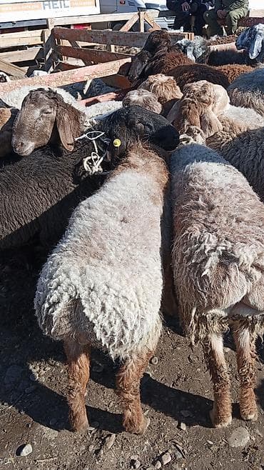 Продаю | Овца (самка) | Для разведения | Ярка at lalafo.kg Продаю | Овца (самка) | Для разведения | Ярка