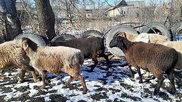 свиньи поросята: Продаю | Овца (самка) | Для разведения | Матка — 6