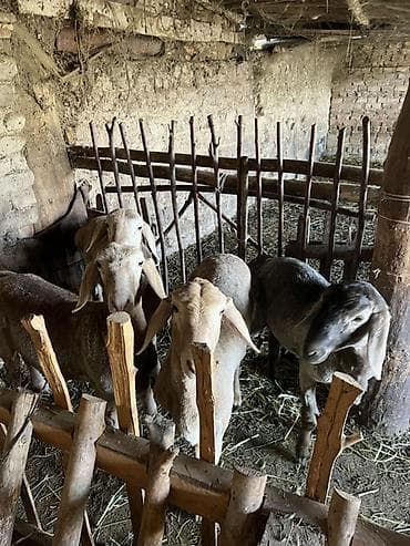 кошка рэгдолл цена: Продаю | Овца (самка) | Для разведения — 6