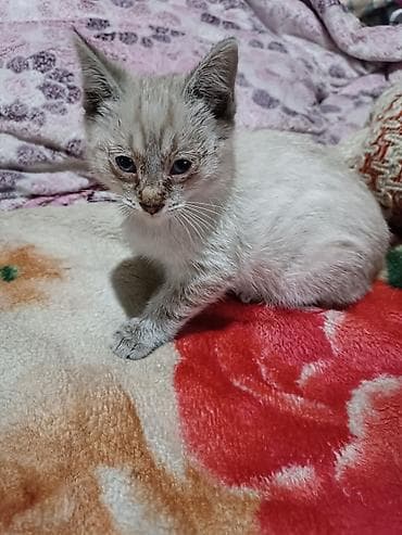 Кошка даром: Сиамская, 1 месяц, Мальчик