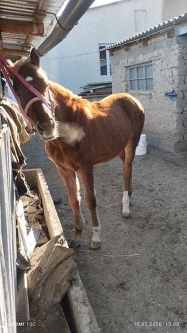 коты на вязку: Продаю | Жеребенок | Для разведения | Мерин — 2