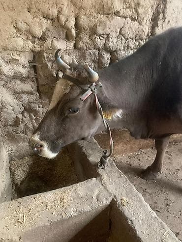 мышык сатам: Сатам | Уй (ургаачы) | Сүт алуу үчүн | Байланган — 3