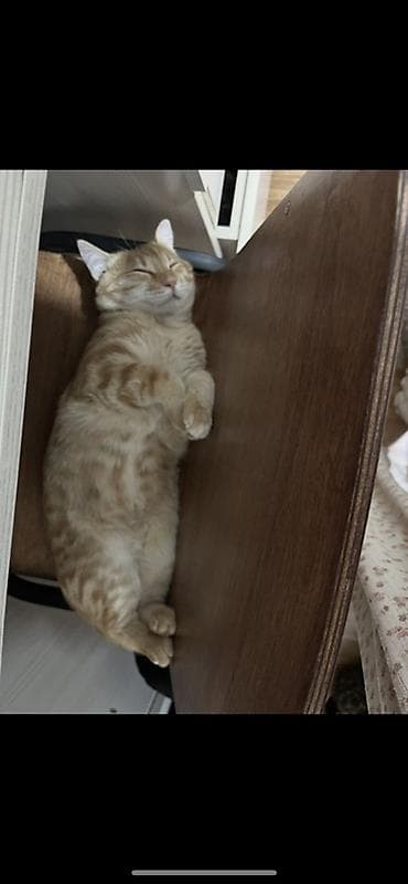 Продажа кошек: Кошка даром: Беспородная, 1 год, Мальчик, Приучена к лотку — 3