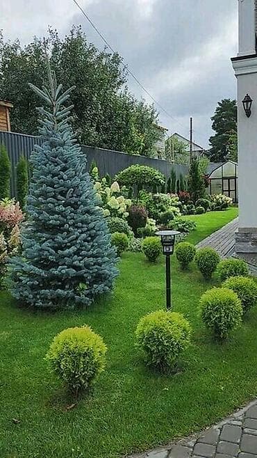 Дом и сад: Семена голубой ели (ель колючая, Picea pungens, формы Blue/Glauca) В — 2