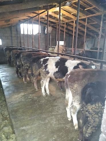 тай нарын: Продаю | Бык (самец) — 1