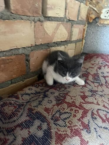 Кошки: Отдаю котят в хорошие руки. Два котенка; один серо-белый (как на — 2