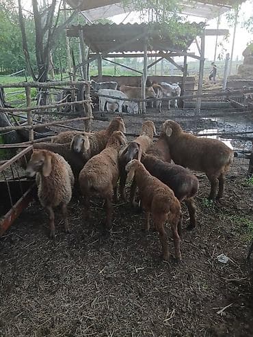 Животные: Продаю | Ягненок | Арашан | Для разведения — 3