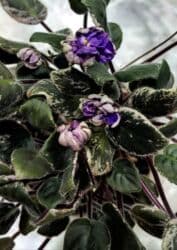 саженцы малины зюгана: Продаю цветущие фиалочки 🌿 🌺🌿 Цены200- 250 -300 сом.Оптовым — 12