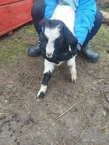Товары и оборудование для с/х животных: Продаю | Козлёнок | Полукровка, Зааненская | Для разведения — 8