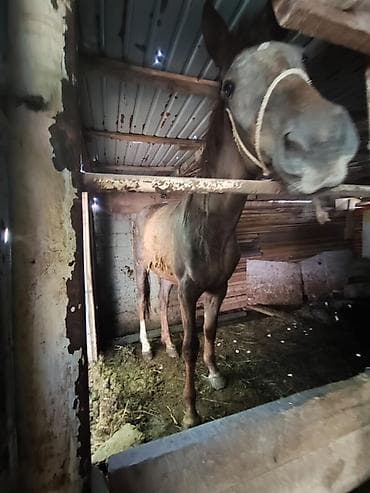 лошадь на прокат: Продаю | Жеребец | Рабочий — 5