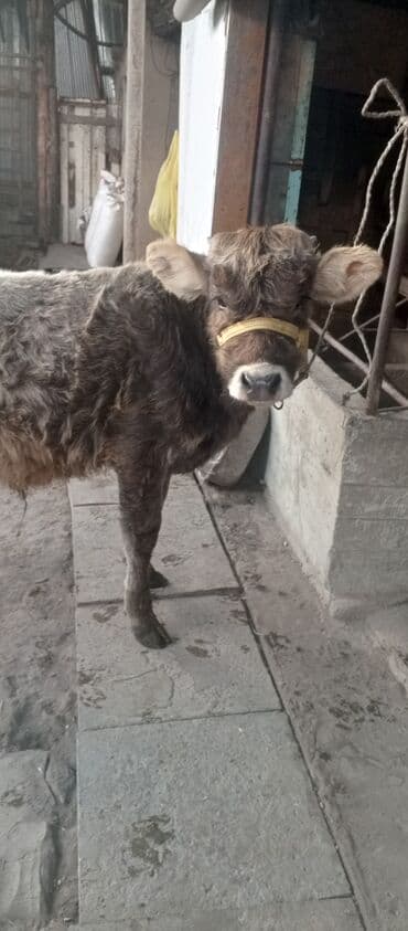 отдам собаку в хорошие руки бишкек: Продаю | Бык (самец) | На откорм | Привязанные — 2