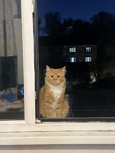 Животные: 8 месяцев, Мальчик, Метис, Приучена к лотку, Проглистована — 3