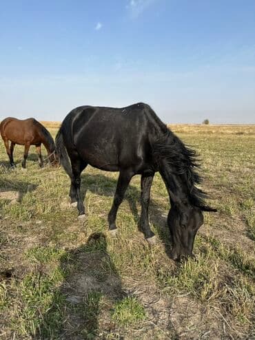 тюк пресс: Продаю | Жеребенок, Кобыла (самка), Жеребец | Кара Жорго | Для разведения, На забой, Рабочий — 20