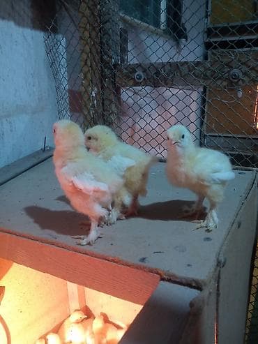 петух брама цена: Продаю цыплят от элитной чистокровной светло голубой брамы гигант — 4