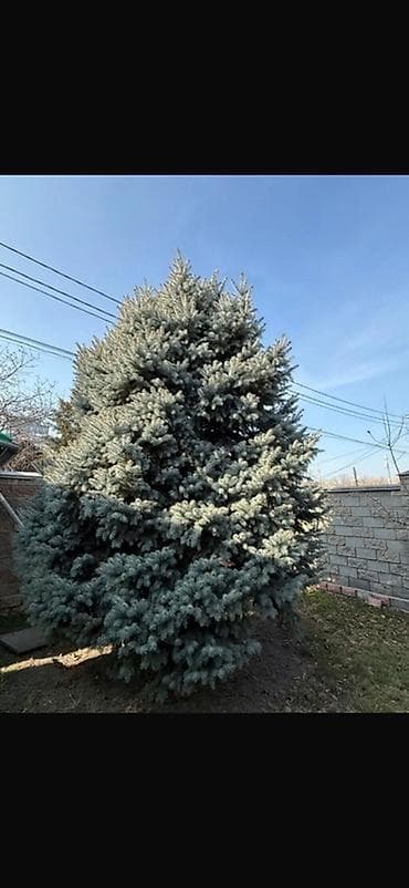 Ель голубая (Picea pungens ‘Glauca’) - Крупномерное декоративное