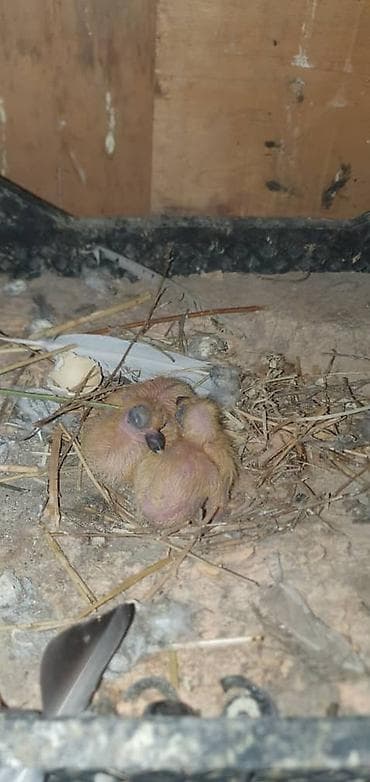 охотничьи собаки купить: Породистые голуби все породы и возраста декоративно- все очень — 6