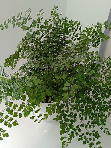 домашние растения: Адриантум (венерин волос) в керамическом кашпо - Домашний папоротник — 2