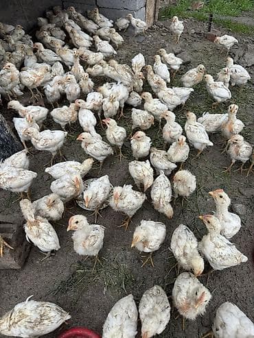 купить сокола в питомнике: Продаю | Цыплята | Бройлерная | На забой — 5
