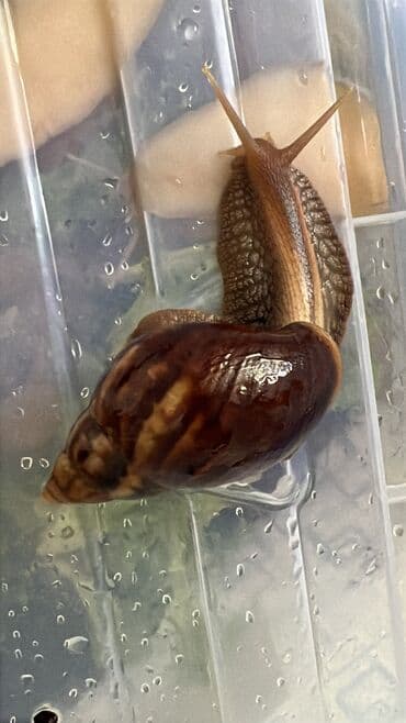 террариум для черепахи сухопутной купить: Улитки Ахатины. возраст 1- год — 6