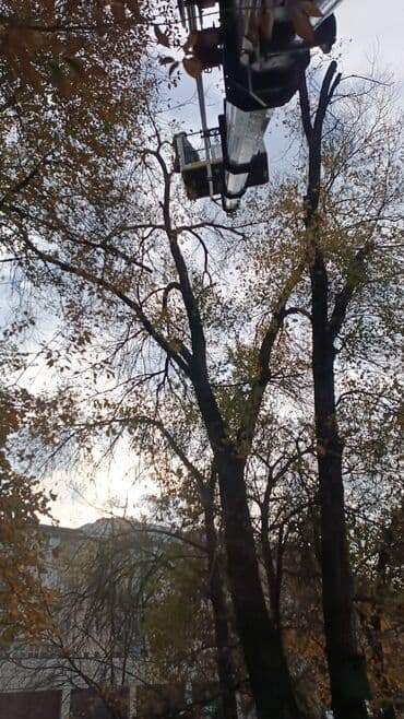 Профисанальная вырубка, обрезка деревьев