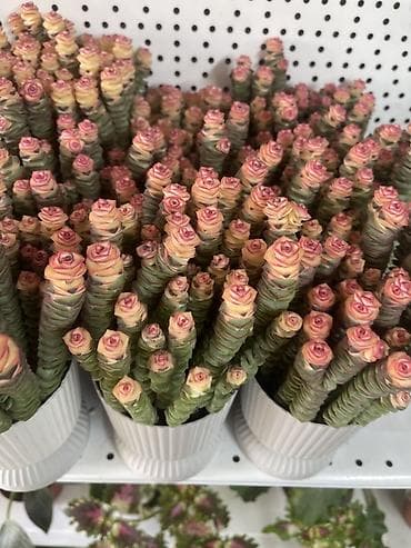 plaud note: Суккулент «Розовая башня» (Crassula ‘Buddha’s Temple’/Crassula — 3
