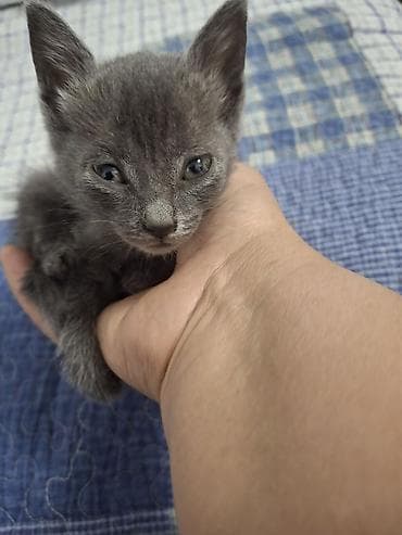 коты даром: 2 месяца, Девочка — 6