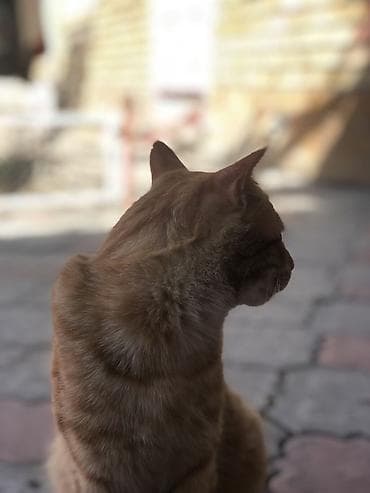 новорожденные котята: Кошка даром: Беспородная, 2 года, Мальчик, Приучена к лотку — 4