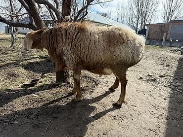 акита ину собака: Продаю | Баран (самец) | Арашан | Для разведения — 7