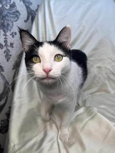 Грызуны: Беспородная, 9 месяцев, Мальчик, Биколор, Кастрирована, Метис, Приучена к лотку — 5