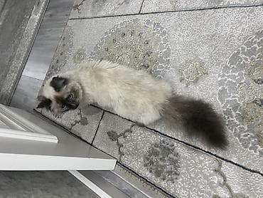 Продажа кошек: Рэгдолл, 1 год, Девочка, Биколор, Приучена к лотку — 4