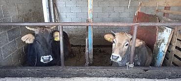 собака девочка: Продаю | Тёлка | На откорм | Привязанные — 7