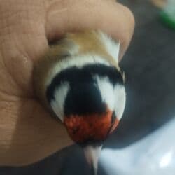 корм витакрафт для волнистых попугаев: Продам чернобашший щегол ! — 5