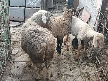 кошка домашный: Продаю | Овца (самка), Баран (самец) | На забой, Для разведения — 5