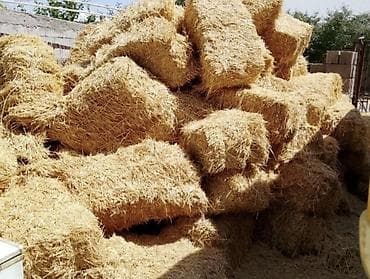 хомяк ош: Арпа пресс сатылат. Быйылкы түшүмдөн жаңы байланып даярдалган, сапаты — 1