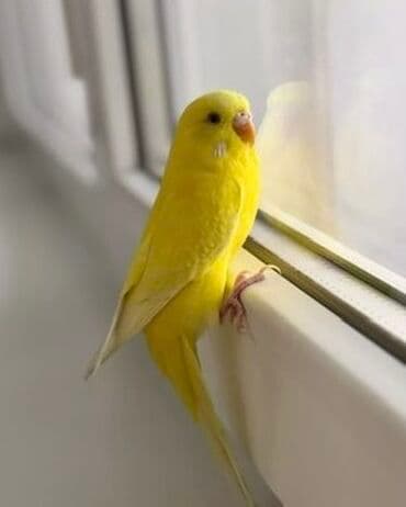 окорочка оптом цена: Волнистый попугай ярко‑желтого окраса (лютино). Особенности: - — 1