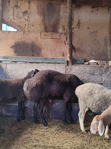 Продам с/х животных: Продаю | Баран (самец) | Для разведения | Осеменитель — 2