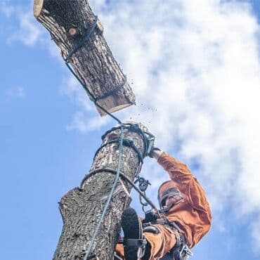 работу охрана: Пилю деревья. Бак кыябыз Спилить орех Срубить карагач Спилить тополь — 4