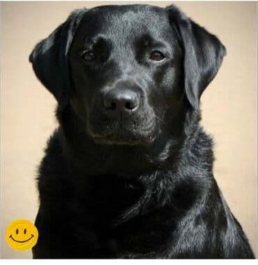 лабрадор сколько стоит: Лабрадор-ретривер, окрас черный. Описание: - Классический лабрадор с — 4