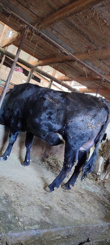 кошки маленькие: Продаю | Корова (самка), Тёлка | Голштин | Для разведения, Для молока | Племенные, Стельные, Отела не было — 5